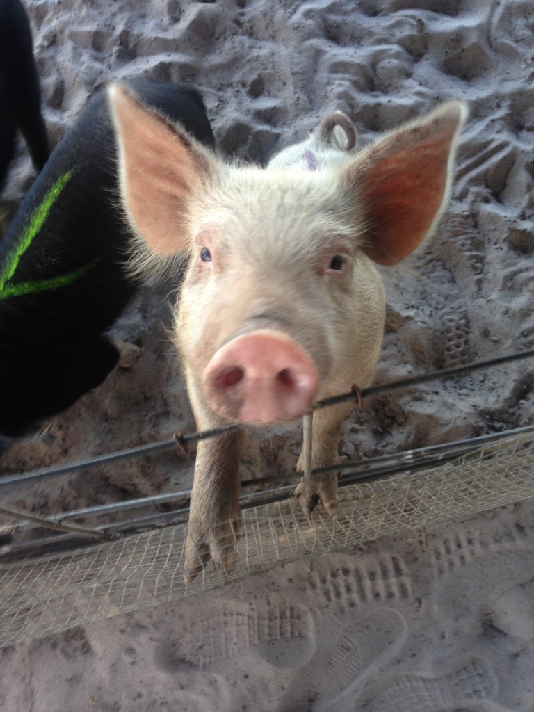 Babe the pig.